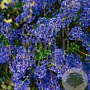 Ceanothus 'Blue Sapphire' GM 7,5L leverbaar