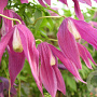 Clematis 'Columella' 80-100 cm rozenpot 2L