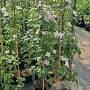 Clematis 'Mayleen' 150-175 cm 5,0L