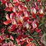 Cytisus 'Roter Favorit' 30-40 cm 3,0L