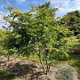 Gleditsia triac. 'Sunburst' 250-300 cm draadkluit meerstammig