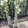 Hedera helix 80-100 cm rozenpot 2L