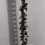 Hedera hibernica 150-175 cm 5,0L