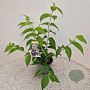 Heptacodium miconioides 30-35 cm 2,5L