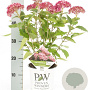 Hydrangea a. Sweet Annabelle GM 3,0L leverbaar