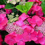 Hydrangea m. 'Bergfink' GM 3,0L leverbaar