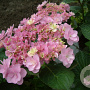Hydrangea m. You & Me Forever GM 3,0L leverbaar
