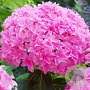 Hydrangea m. You&Me Perfection GM 3,0L leverbaar