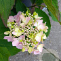 Hydrangea s. 'Blue Deckle' GM 3,0L leverbaar