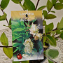 Lonicera fragrantissima 40-45 cm 2,5L