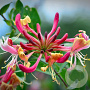 Lonicera per. 'Belgica Select' 80-100 cm rozenpot 2L