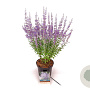Perovskia atripl. 'Prime Time' 30-40 cm 3,0L