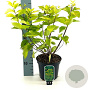 Philadelphus cor. 'Aureus' 30-40 cm 3,0L
