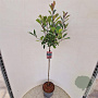 Photinia fraseri 'Red Robin' 90 cm stam 10L