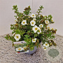 Potentilla f. 'Tilford Cream' 25-30 cm 2,5L