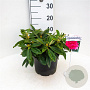 Rhododendron (Y) 'Arabella' 30 cm 5,0L