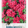 Rhododendron (AZ) 'Canzonetta' 40-50 cm 10L