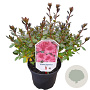 Rhododendron (AJ) 'Conny' 20-25 cm 2,0L