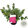 Rhododendron (AJ) 'Vuyk's Scarlet' 25-30 cm 4,0L