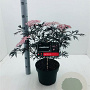 Sambucus nigra Black Lace 40-50 cm 5,0L