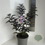 Sambucus nigra Black Tower 40-50 cm 5,0L