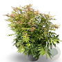 Sorbaria sorbif. 'Sem' GM 3,0L leverbaar