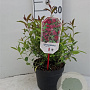 Spiraea bumalda 'Dart's Red' 25-30 cm 3,5L