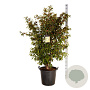 Stewartia pseudocamellia 125-150 cm cont. 55L extra