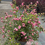 Symphoricarpos d. 'Mother of Pearl' 50-60 cm 10L