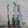 Trachelospermum jasminoides 150 cm 3,0L