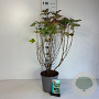 Viburnum opulus 60-80 cm cont. 65L