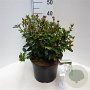 Viburnum tin. Spirit 25-30 cm 3,5L