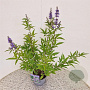 Vitex agnus-castus 40-50 cm 3,0L