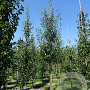 Pyrus c. 'Bonne Louise d'Avranches' 14-16 HA draadkluit 3 X verplant