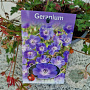 Geranium Rozanne 25-30 cm 2,5L