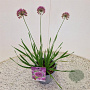 Allium 'Millenium' 25-30 cm 2,5L
