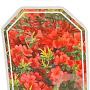Azalea (J) 'Stewartstown' 40-50 cm 10L