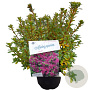 Azalea (J) 'Takako' 25-30 cm 4,0L