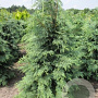 Chamaecyparis l. 'Spek' 50-60 cm 5,0L