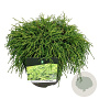 Chamaecyparis p. 'Filifera Nana' 40-50 cm P26