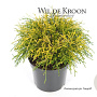 Chamaecyparis p. 'Sungold' 20-25 cm 2,0L