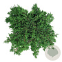 Juniperus comm. 'Green Carpet' 40-50 cm 6L