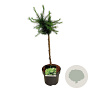 Larix decidua 'Little Bogle' 40 cm stam 5,0L