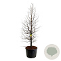 Metasequoia gl. Amber Glow 250-300 cm cont. 230L solitair