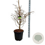 Metasequoia gl. 'Hamlet's Broom' 80-100 cm 30L extra