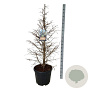 Metasequoia gl. 'Hamlet's Broom' 100-125 cm cont. 55L extra
