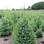 Picea omorika 125-150 cm met kluit extra