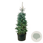 Picea pungens 'Edith' 225-250 cm cont. 230L solitair