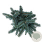 Picea pungens 'Karpaten' 25-30 cm 5,0L