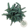 Picea pungens 'Karpaten' 40-50 cm 15L